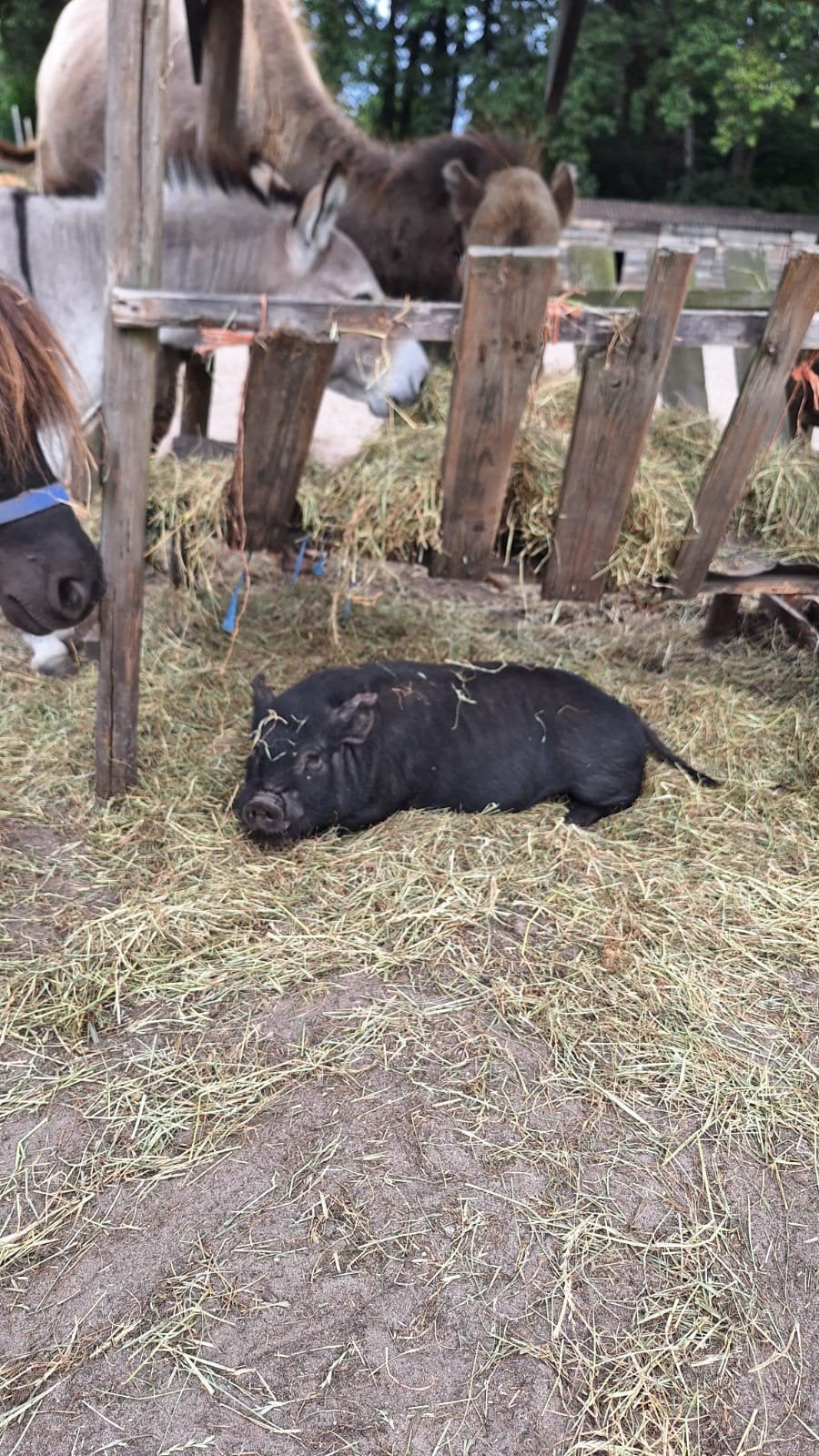 2 varkens gratis, Dieren en Toebehoren, Februari, Mannelijk