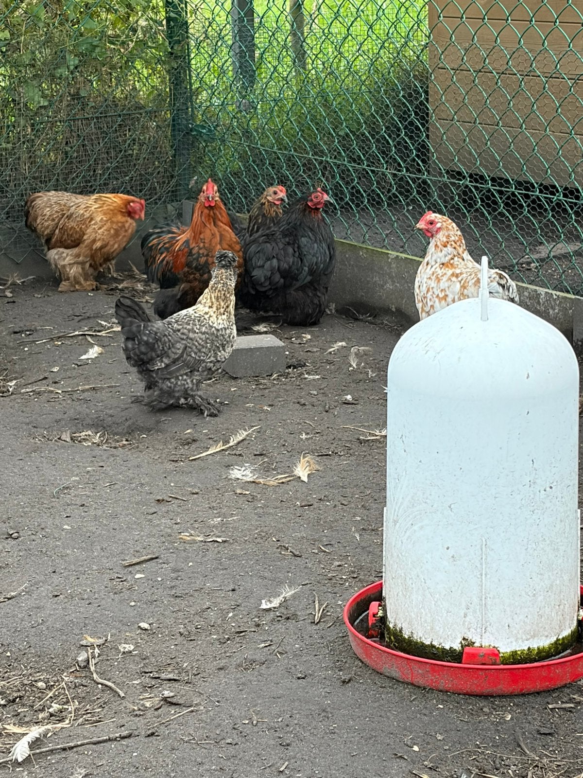 Cochin kip, Plusieurs animaux, Poule ou poulet