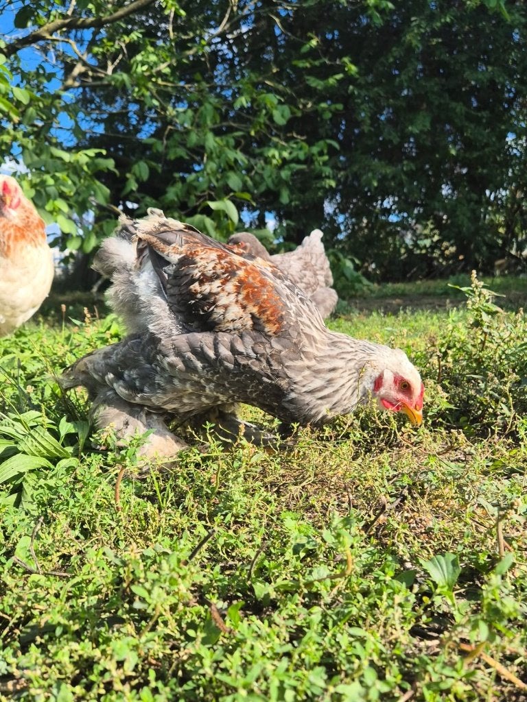 Brahma haan van juli 2026, Mannelijk, Kip