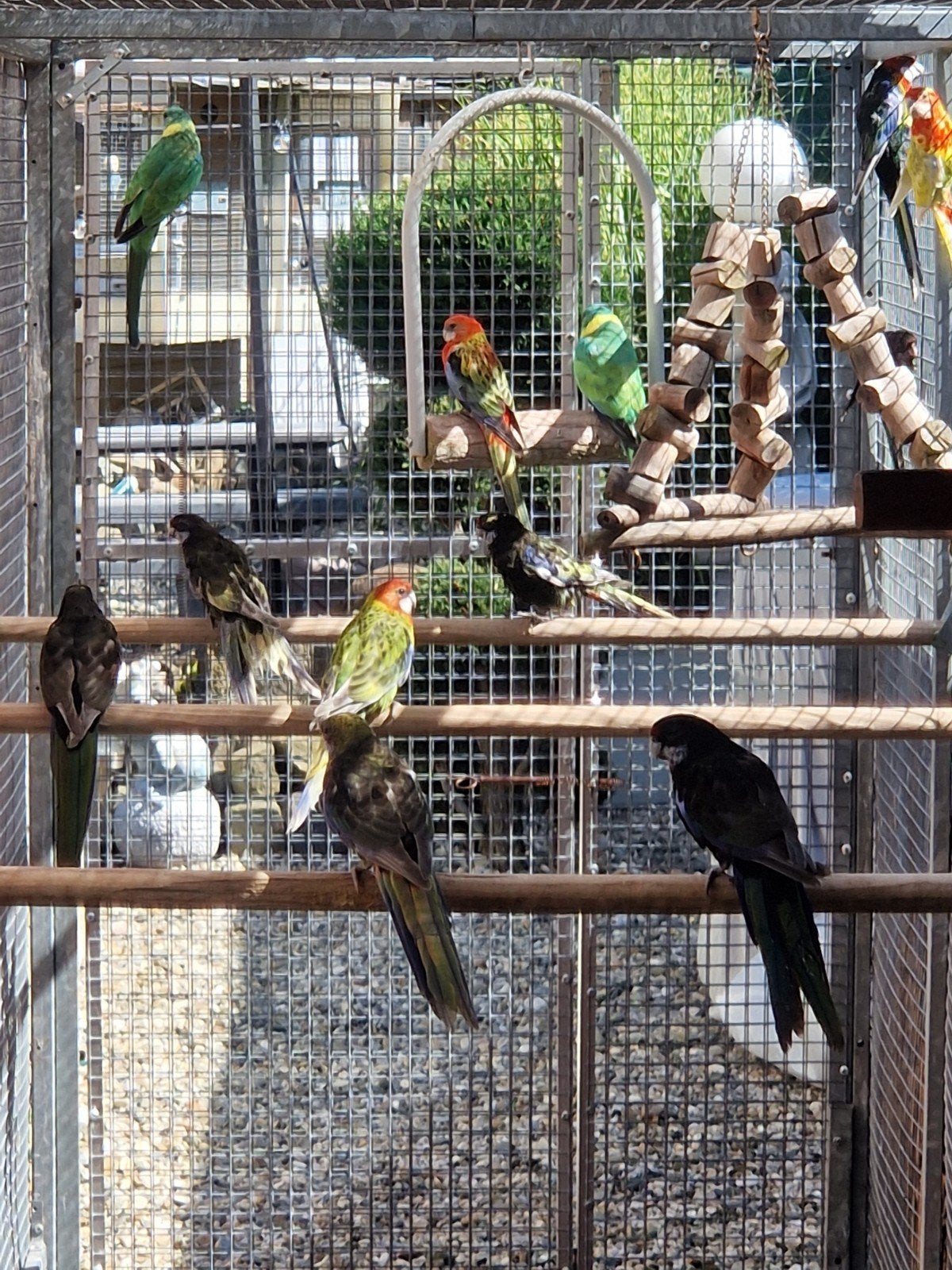 rosella's., Dieren en Toebehoren, Vogels | Parkieten en Papegaaien, Meerdere dieren, Parkiet, Geringd