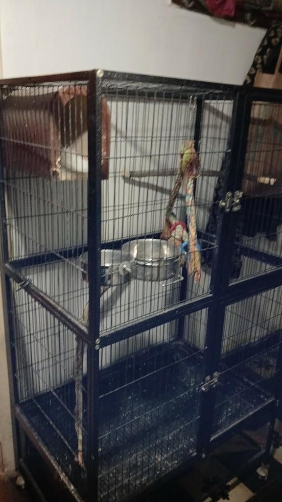 Grande cage, Enlèvement