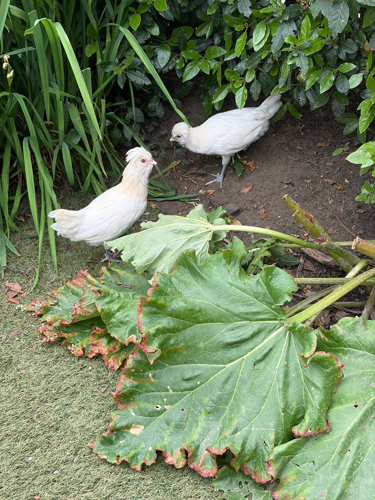 2 witte Padua. Hen of haan weet ik niet, Sexe inconnu, Poule ou poulet