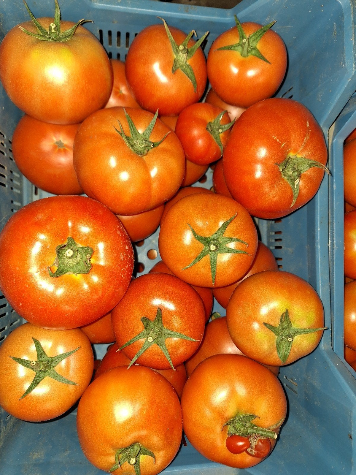 Volle grond tomaten, Enlèvement