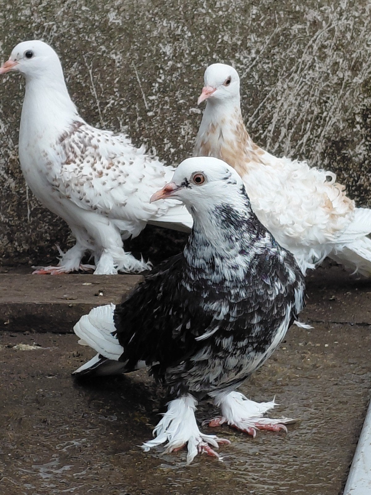 krulduiven, Dieren en Toebehoren, Vogels | Duiven