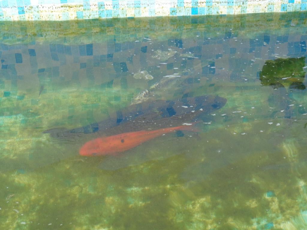 Jonge koi 5-10-20euro per stuk, Karper of Koi
