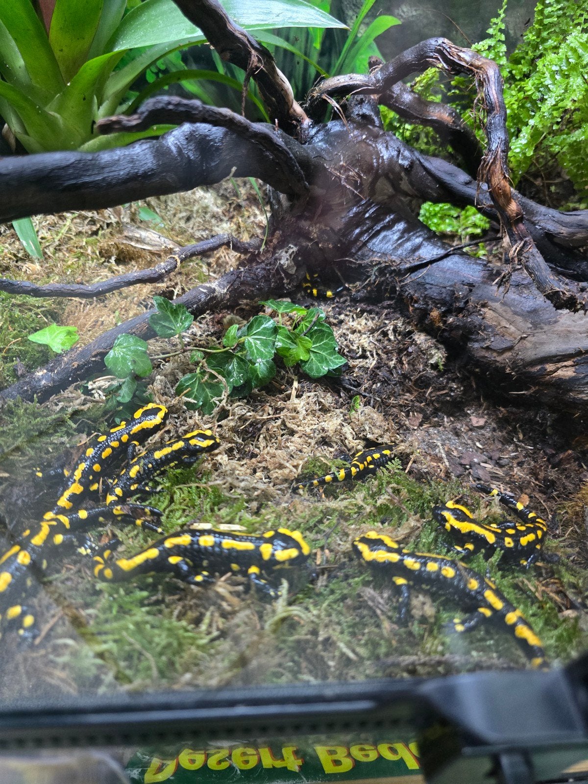 Vuursalamander (Salamandra salamandra) – NLNK 2025

Ben je o, Dieren en Toebehoren, Reptielen en Amfibieën