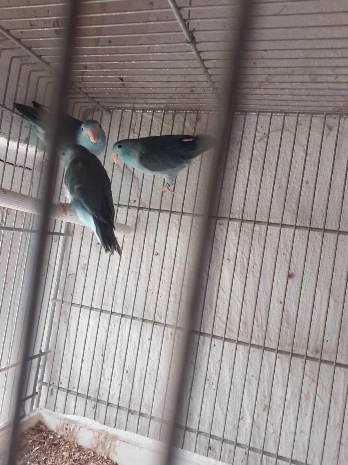 forpus parkiet enkel poppen  in blauw, Animaux & Accessoires, Oiseaux | Perruches & Perroquets, Perruche, Bagué