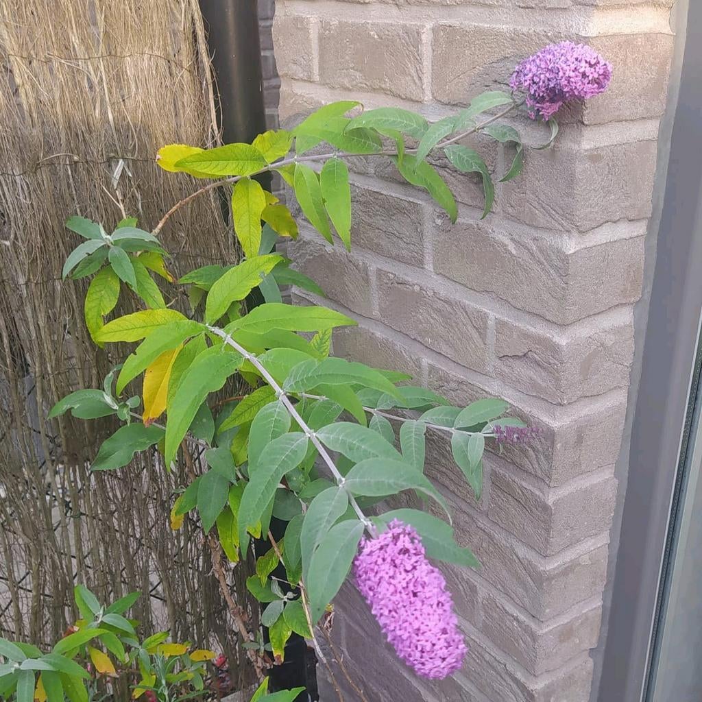 Vlinderstruiken die paarse bloemen geeft, trekt vlinders aan, Ophalen of Verzenden