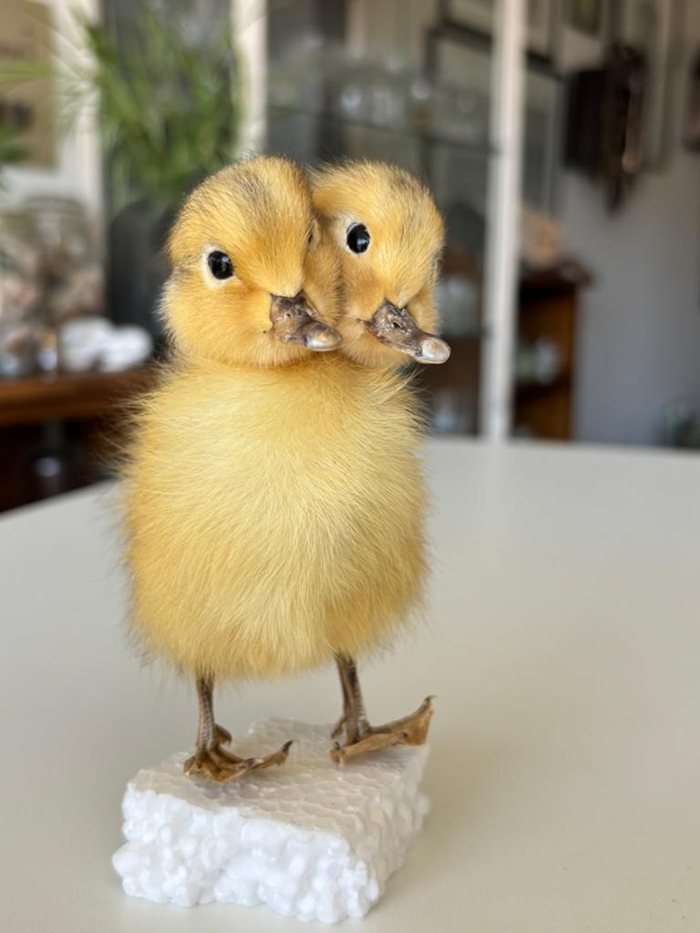 Taxidermie plus rare des canetons siamois., Enlèvement, Neuf, Animal de ferme, Animal empaillé