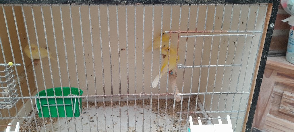 Ratas kanarie, Dieren en Toebehoren