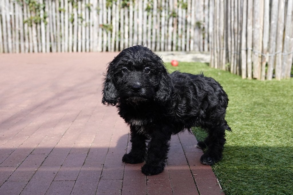 Cockapoo pups, geteste ouders, 100% Belgisch, Parvo, België, 15 weken tot 1 jaar, Overige rassen