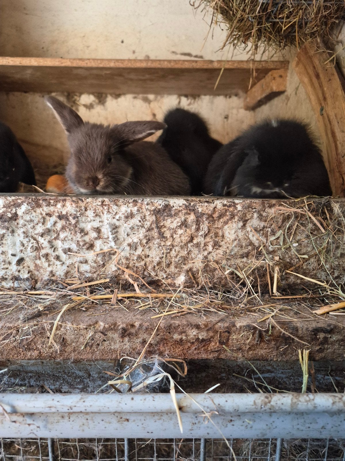 mini lop en Nederlandse hangoor, Dieren en Toebehoren, Konijnen, Hangoor