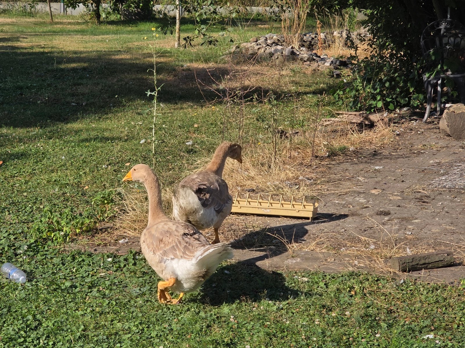 Toulouse Dewlap ganzen buff, Animaux & Accessoires, Volatiles