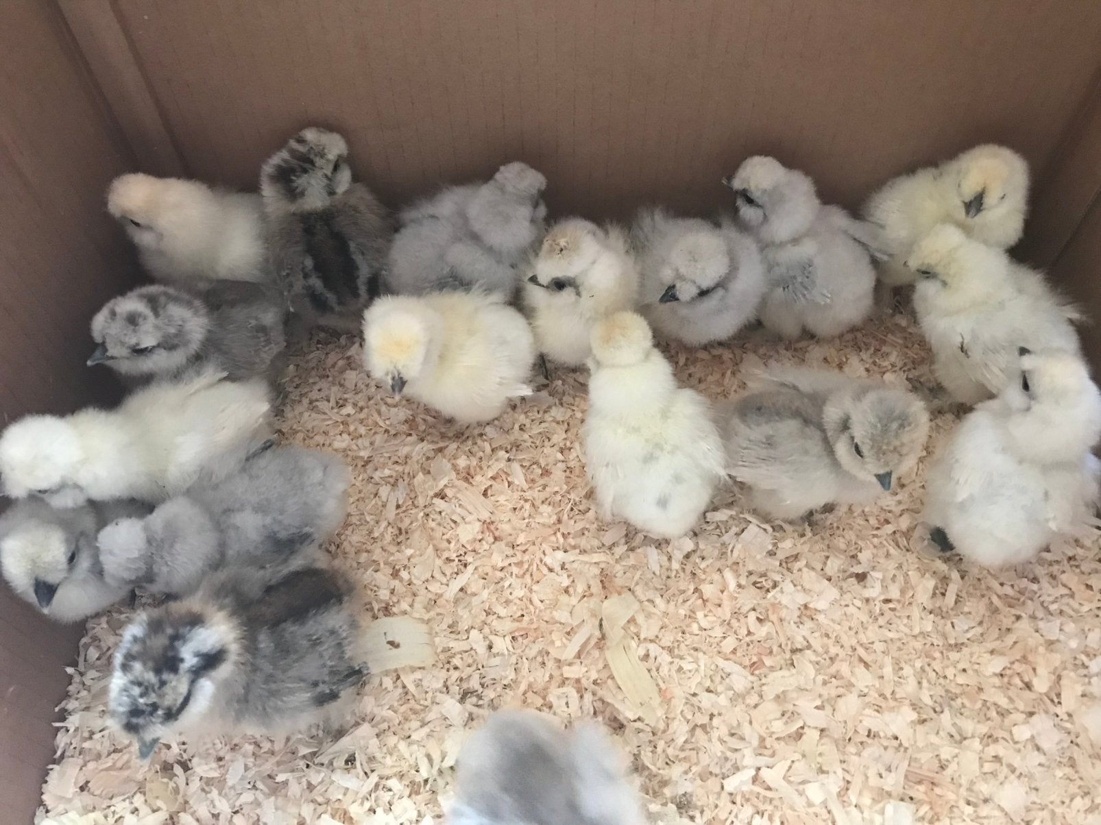 USA Zijdehoen kuikens, Dieren en Toebehoren