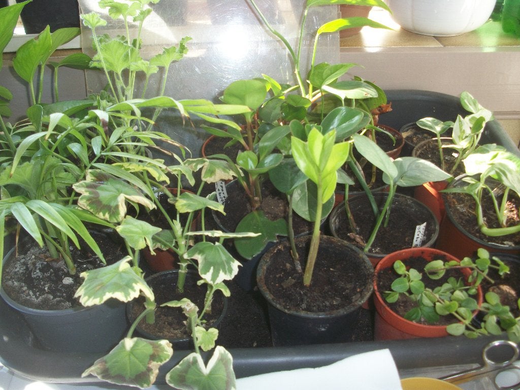 Kamerplanten meer dan u op de foto's ziet, Maison & Meubles, Plantes d'intérieur, Enlèvement, Autres espèces, Ombre partielle