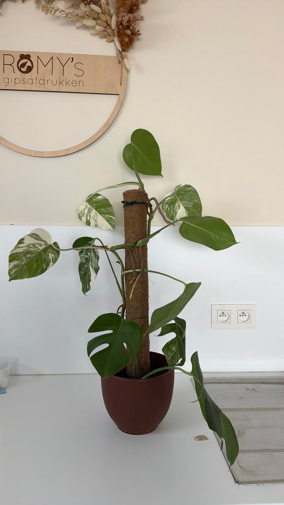 Monstera variegata, Enlèvement