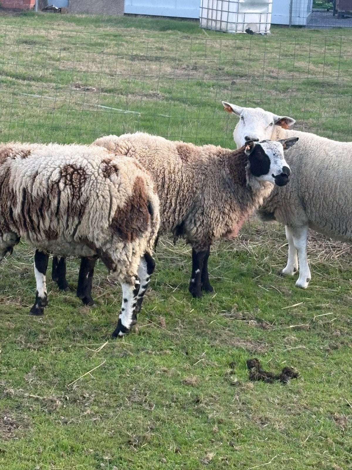 Te koop — mooi schaap van 9 maanden oud, Dieren en Toebehoren, Mannelijk, Schaap, 0 tot 2 jaar