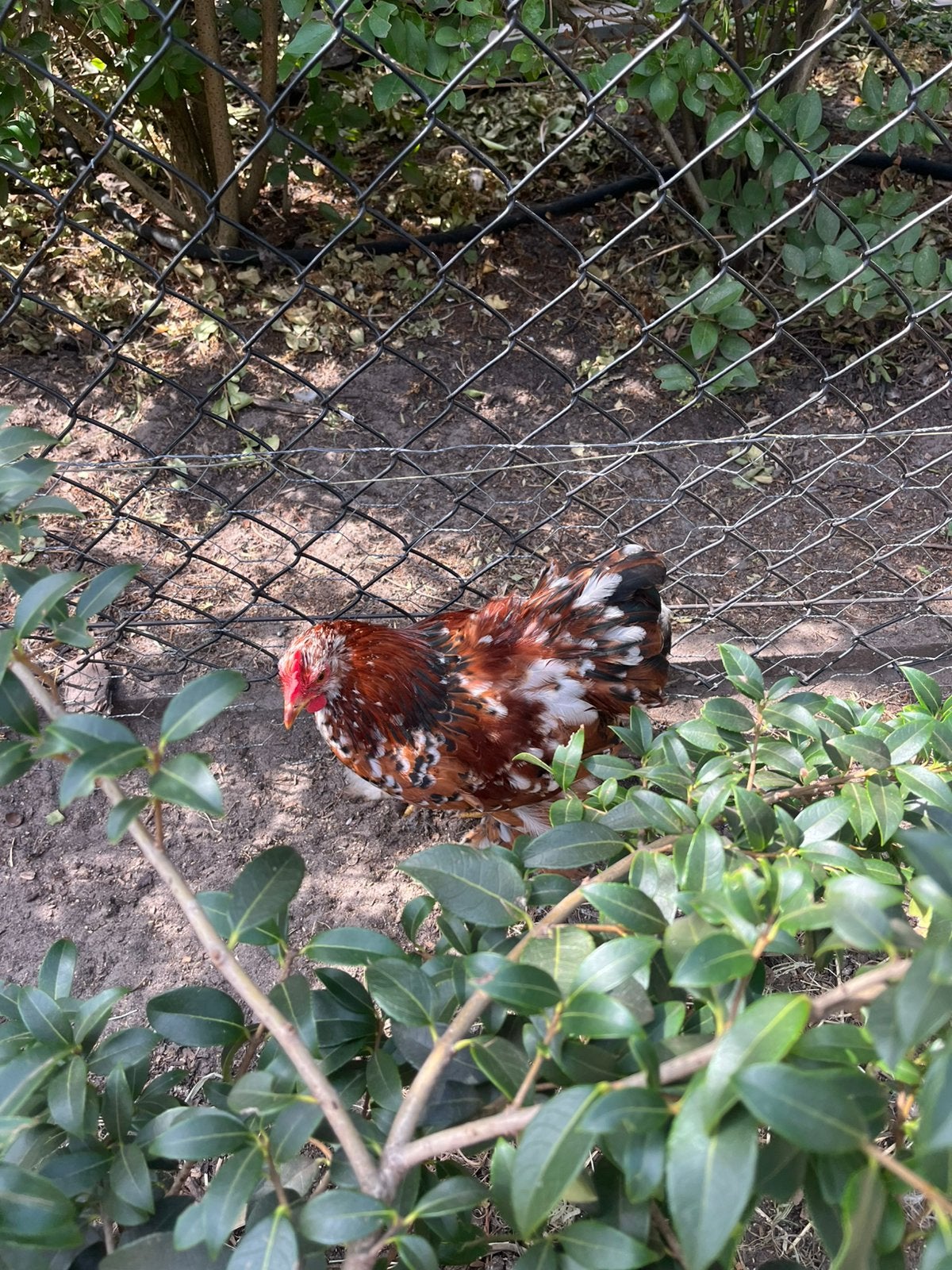 Jong cochin haantje, Dieren en Toebehoren, Pluimvee