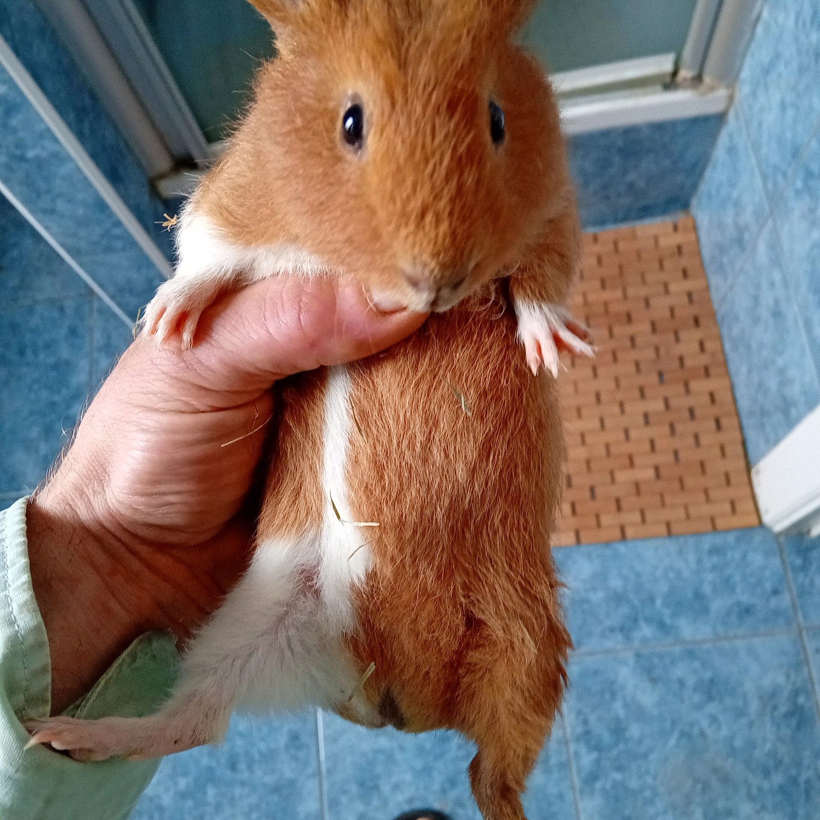 Us teddy beertje, Dieren en Toebehoren, Maart, Cavia