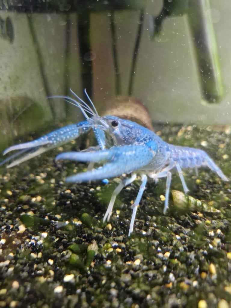 Blauwe Florida kreeft - procambarus alleni, Dieren en Toebehoren, Kreeft, Krab of Garnaal