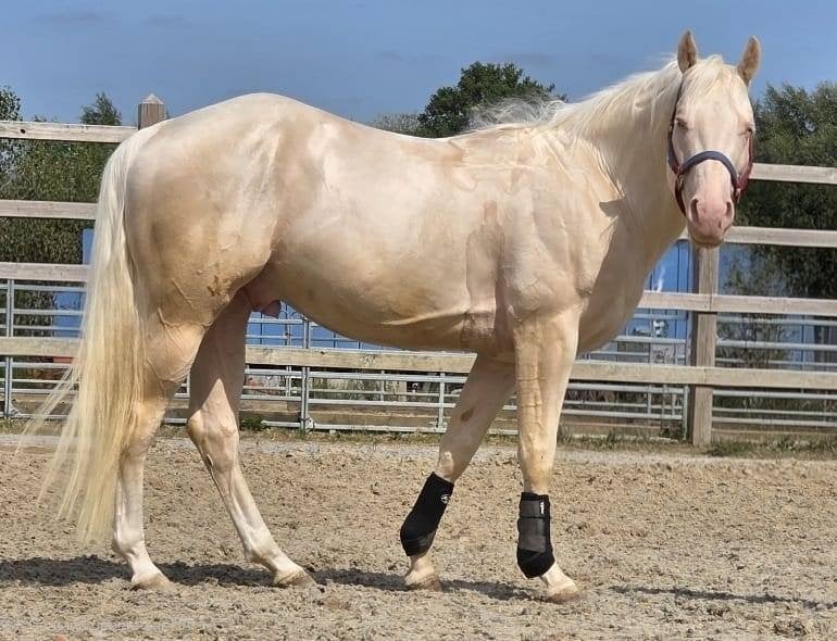 Quarter horse cremelo, Avec pedigree, Hongre, Moins de 160 cm, Cheval western
