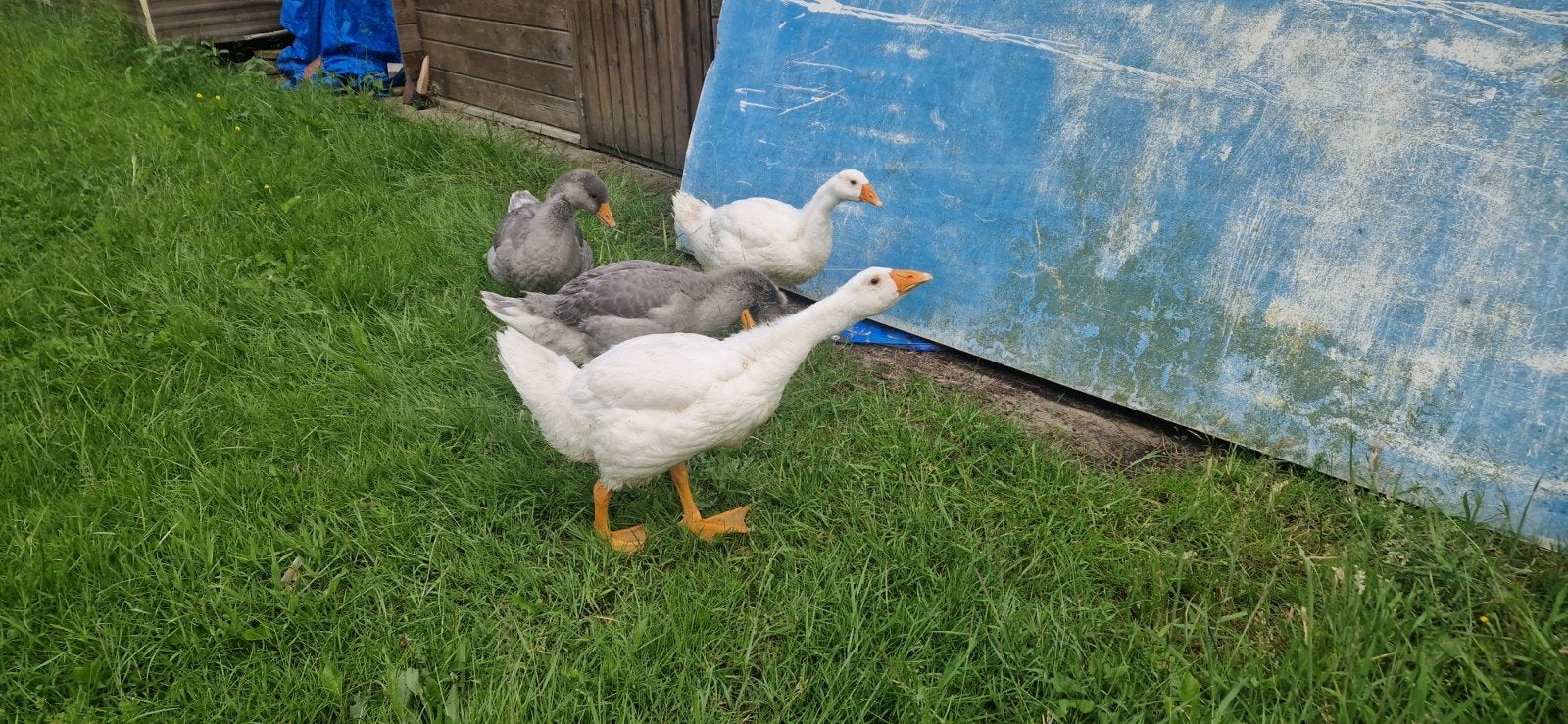 Toulouse gans 15 & witte gans 10
