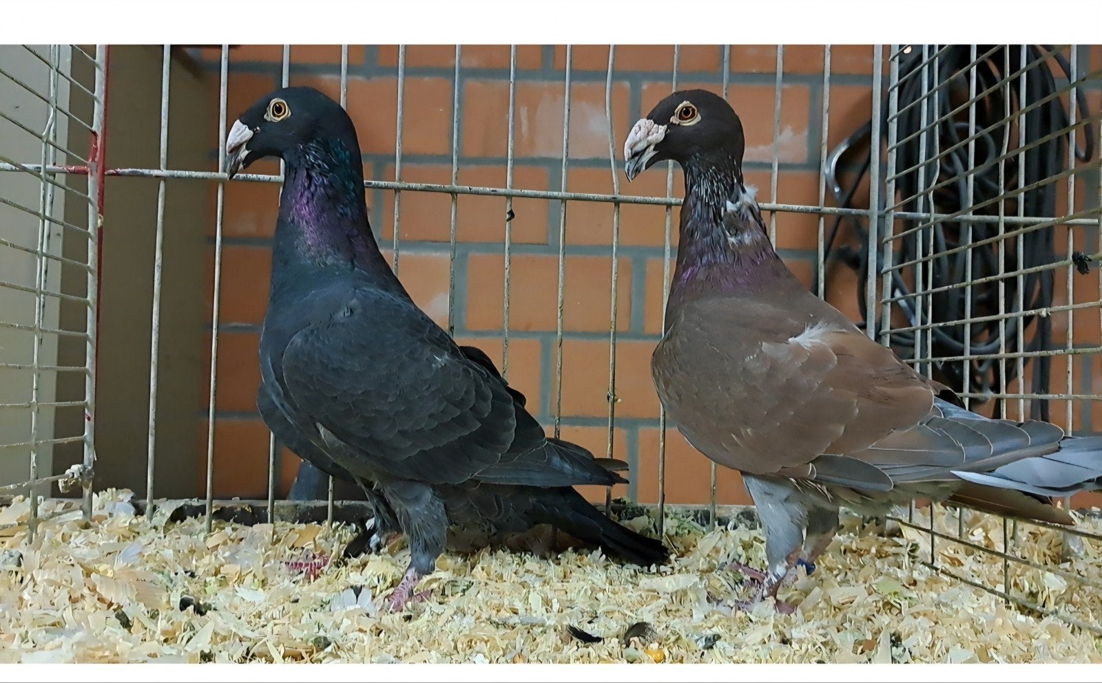 resovski duiven, Dieren en Toebehoren