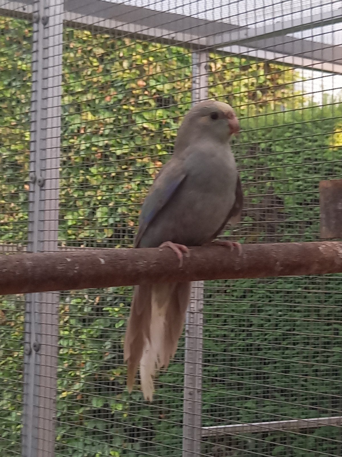 jonge kakarikies, Dieren en Toebehoren