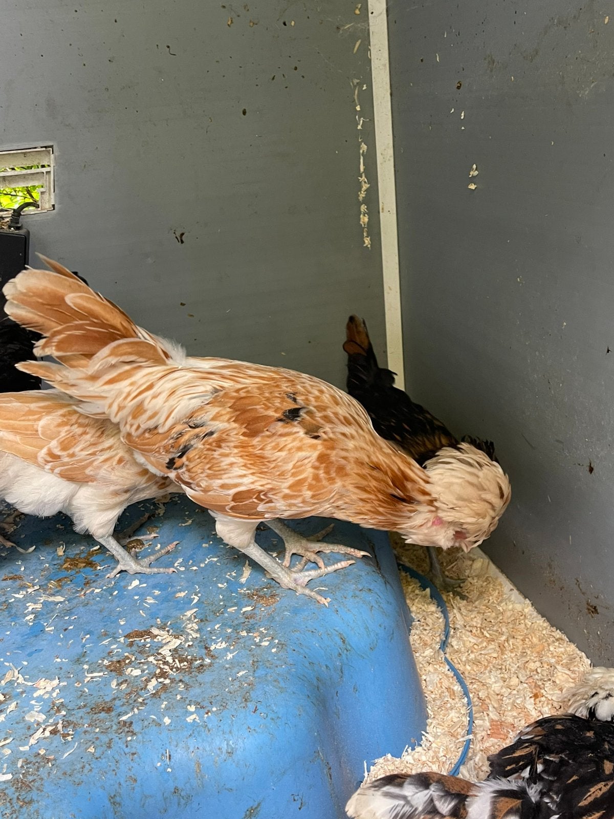 Padua haan, Dieren en Toebehoren, Pluimvee