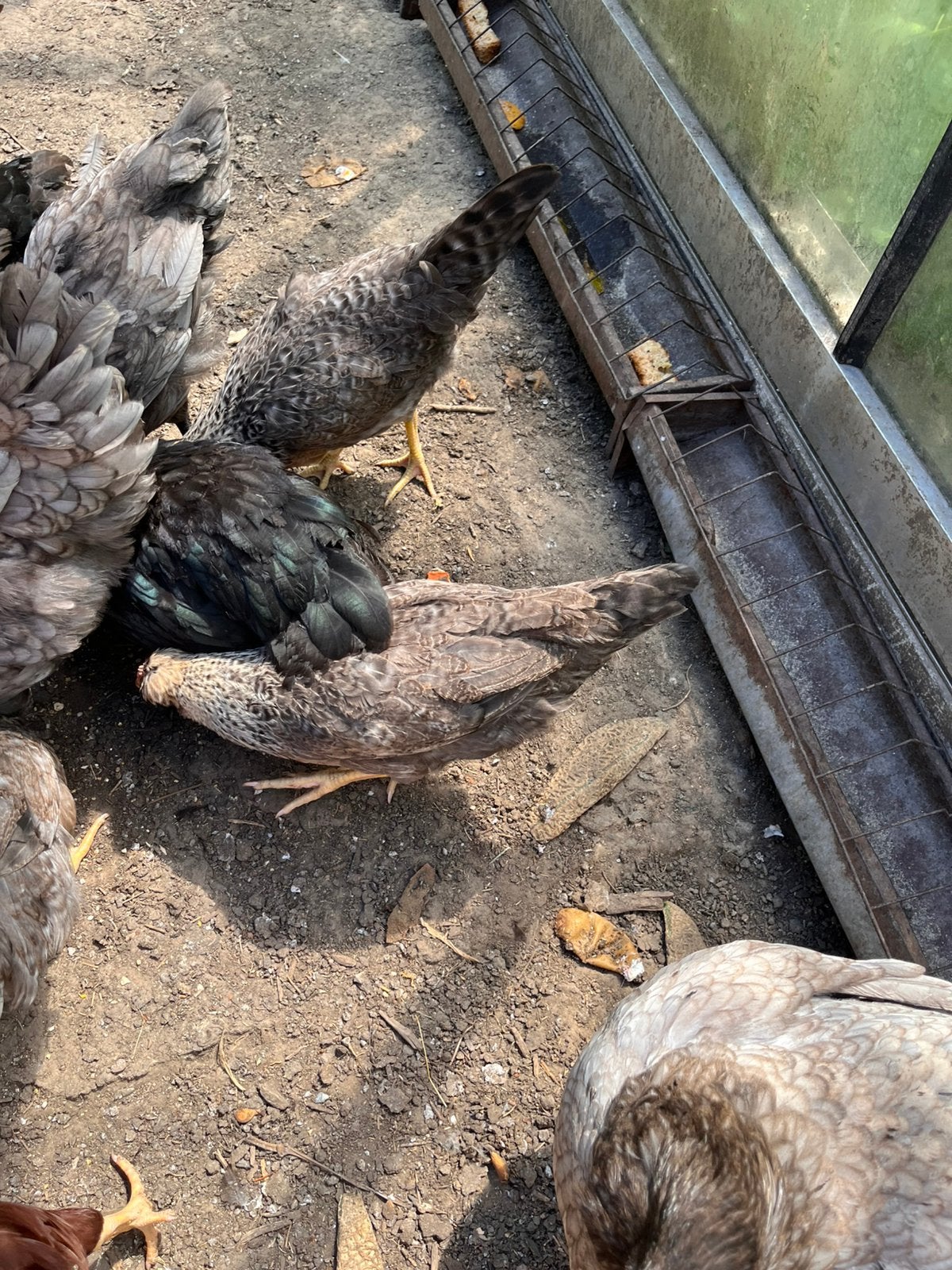 Poulette Australorp et legbar