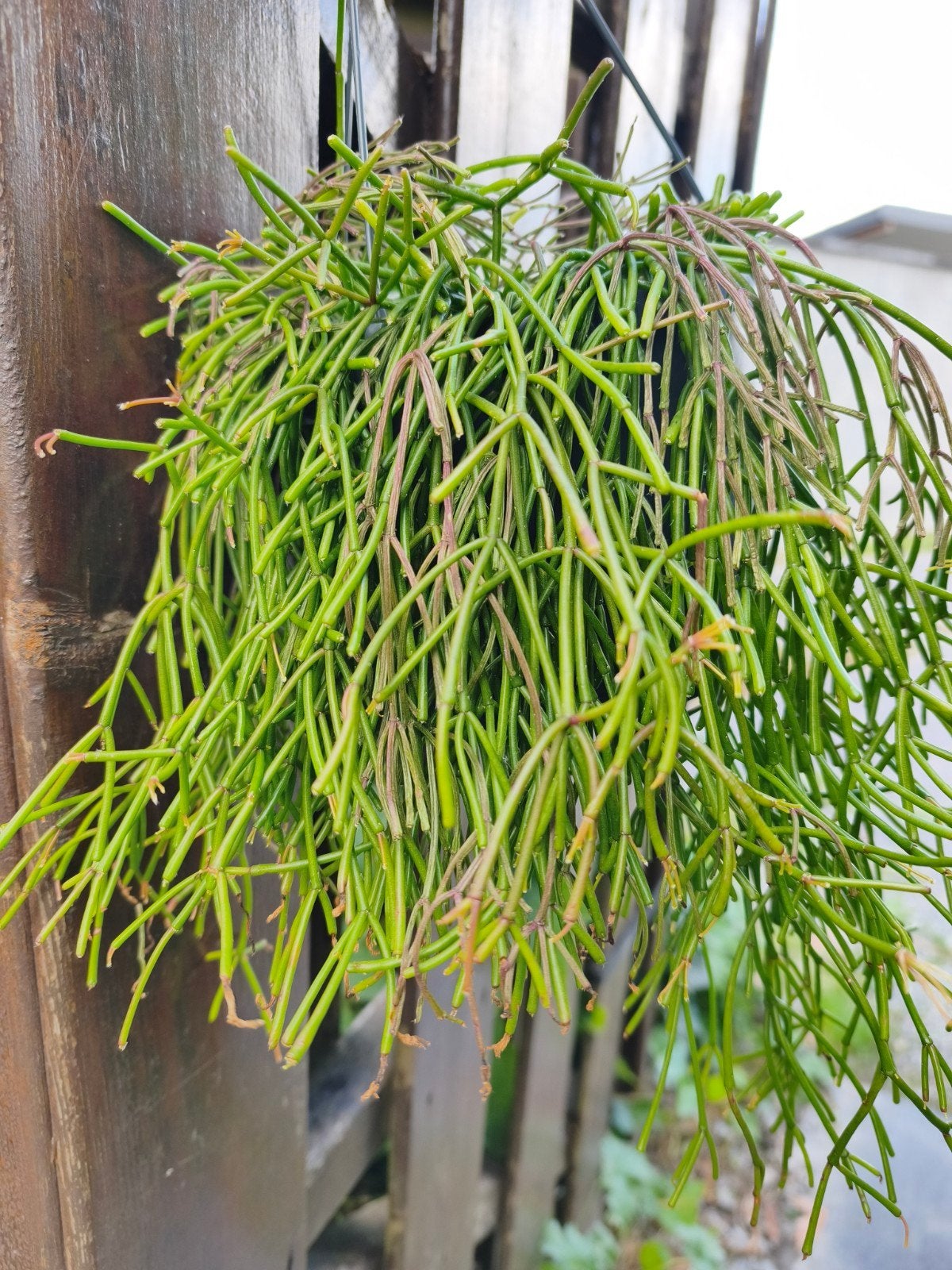 Rhipsalis 'easy sweety', Ophalen