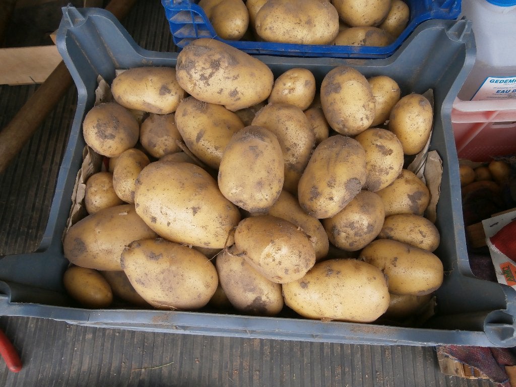 aardappelen, Enlèvement