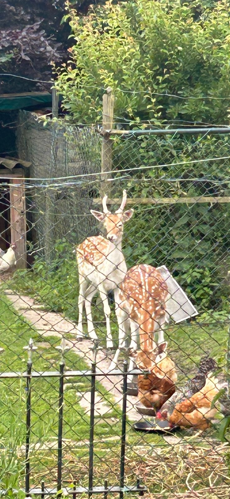 Damhert bok, Dieren en Toebehoren