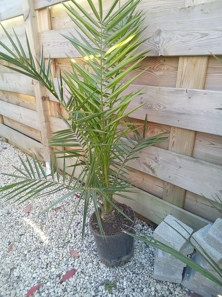 dadelpalm, Ophalen