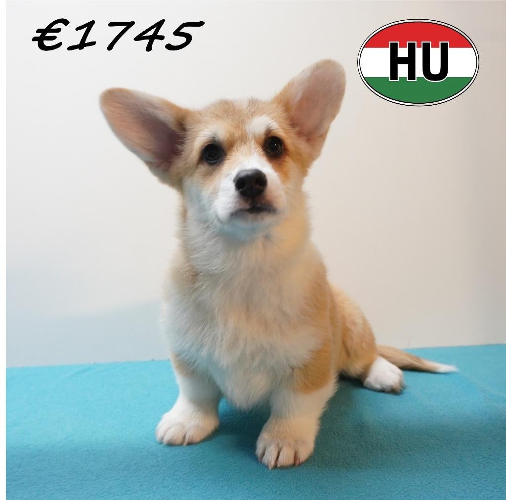 Leuke Welsh Corgi pup (reutje) te koop, 15 weken tot 1 jaar, Buitenland, Parvo, Eén hond