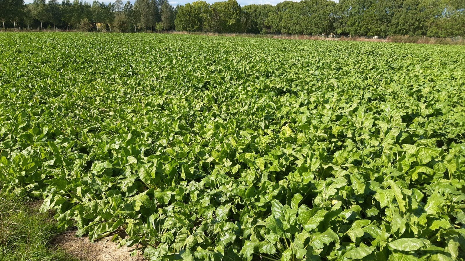 Voederbieten te koop