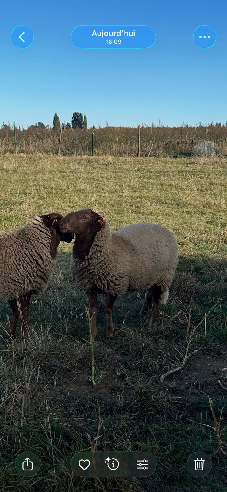 Agneau pour la reproduction