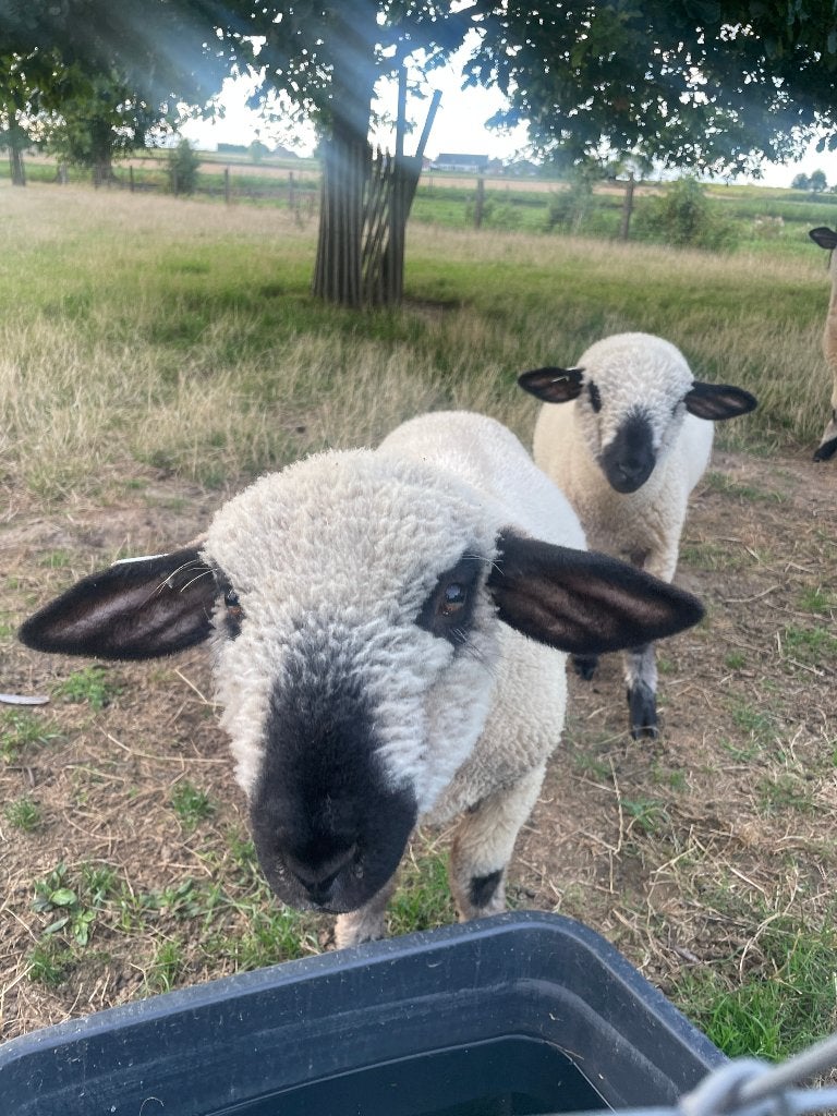 Raszuiver Hampshire Down ram, Dieren en Toebehoren, Mannelijk, Schaap, 0 tot 2 jaar