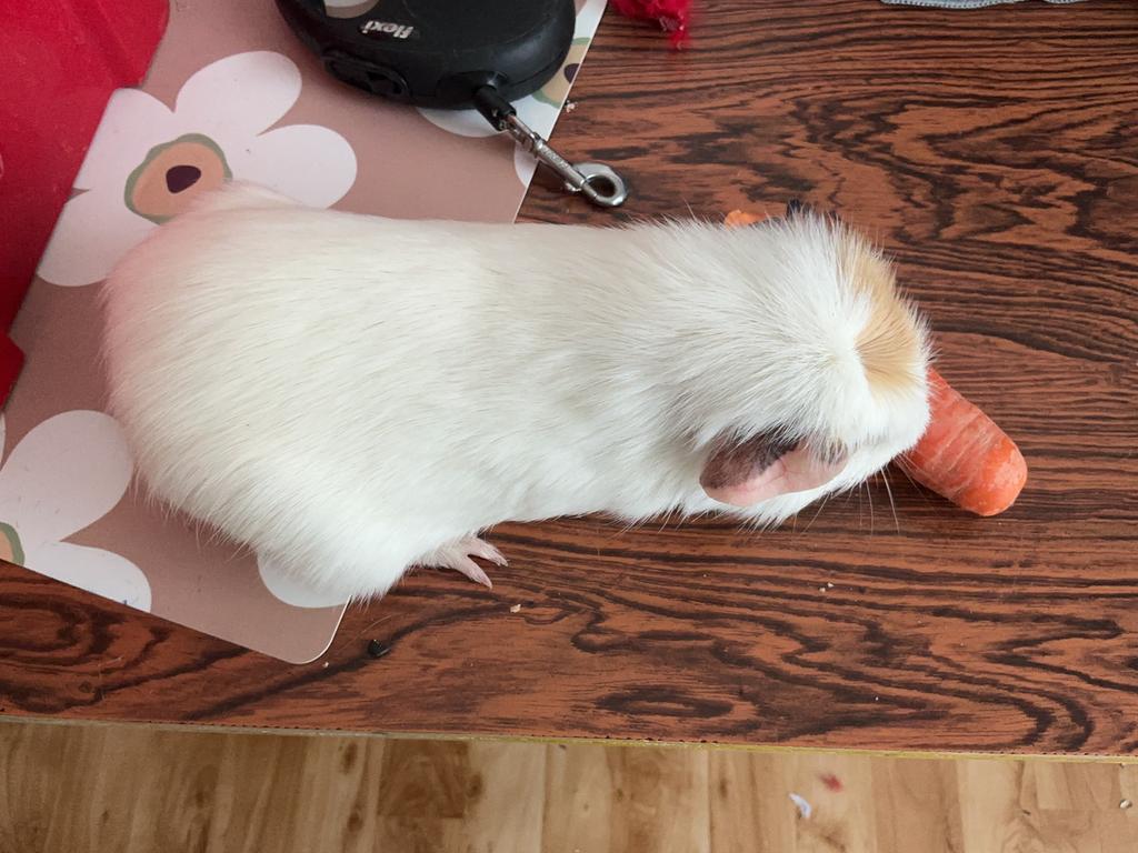 Ik verkoop een cavia met zijn dingen, Ophalen of Verzenden