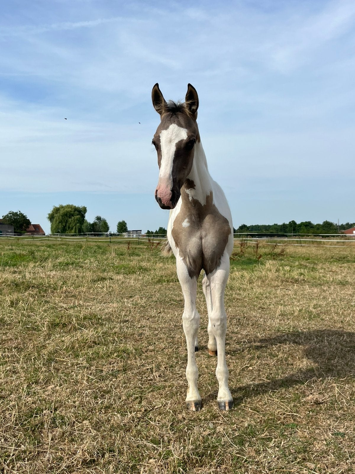 Uniek paint merrieveulen, Met stamboom, Niet van toepassing, 0 tot 2 jaar, Merrie