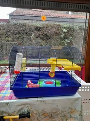 cage à hamster, Neuf, Souris, Moins de 60 cm, Cage