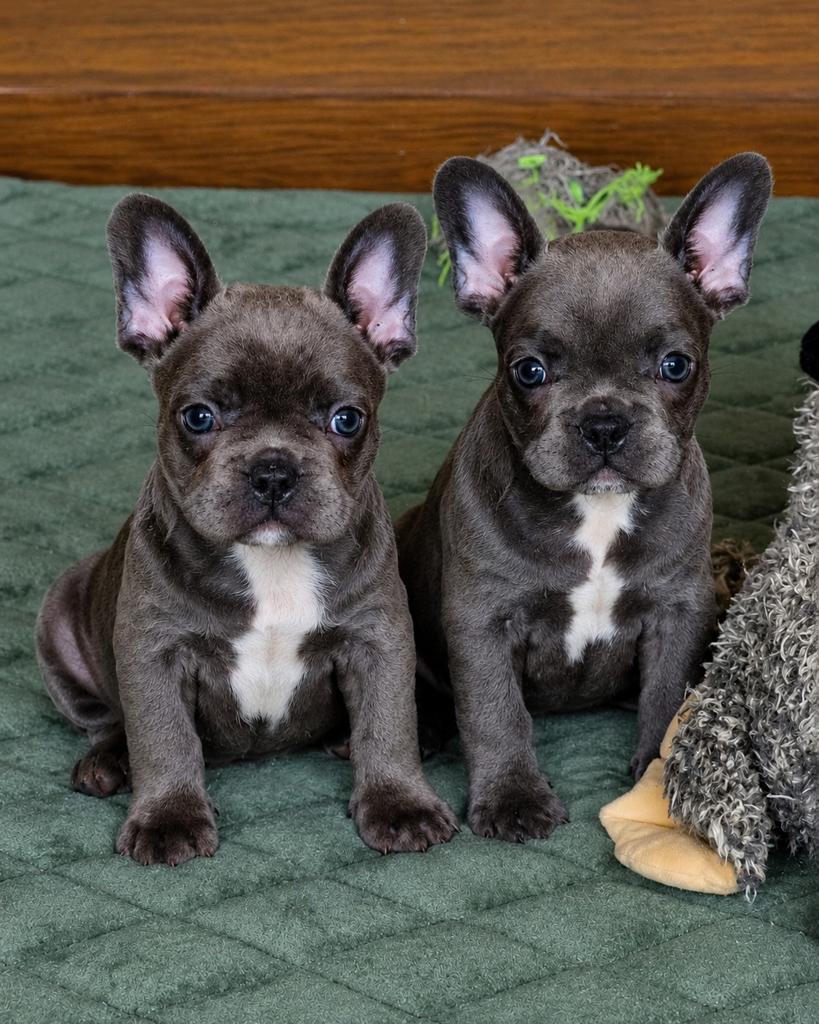 Chiots bouledogue français, Chien (mâle), Belgique, 8 à 15 semaines, Bouledogue