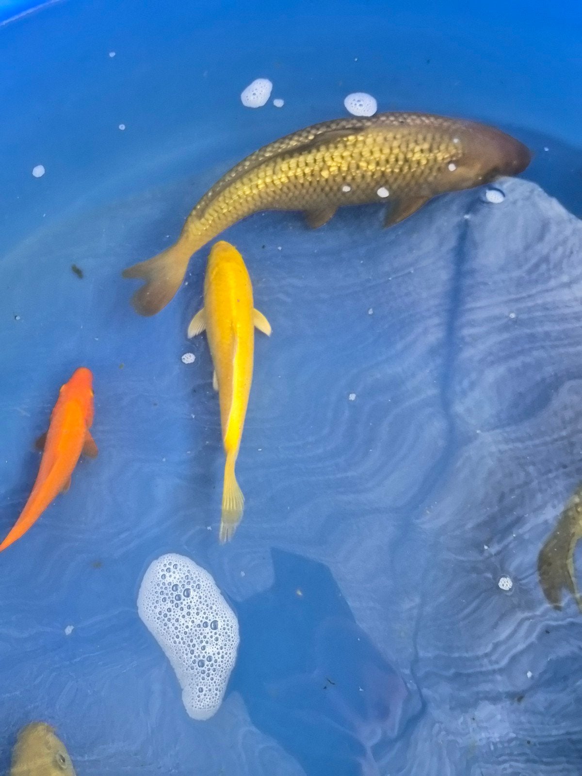 Eenkleurige koi, Dieren en Toebehoren