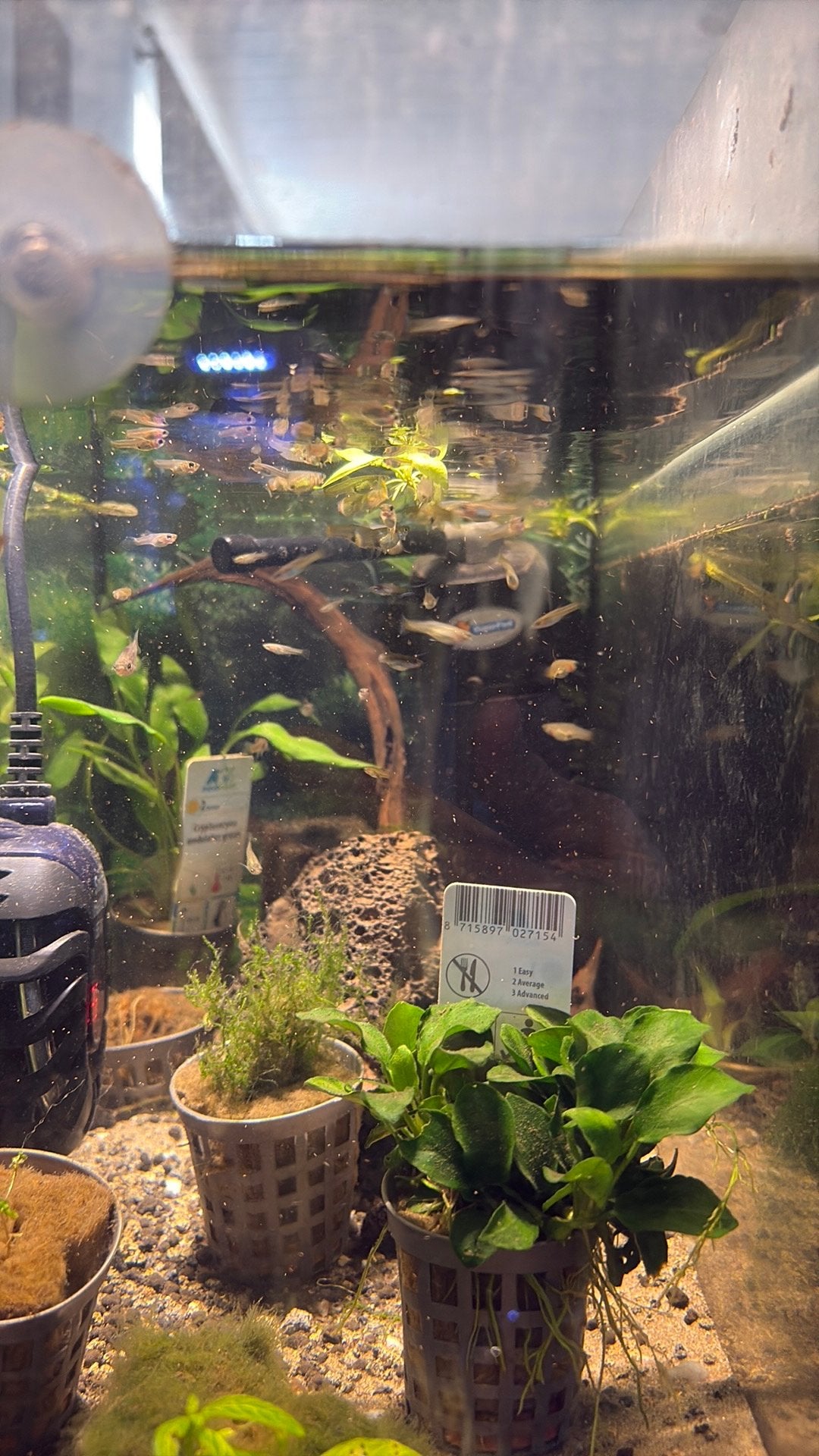 Endlers (mini guppies), Dieren en Toebehoren, Vissen | Aquariumvissen