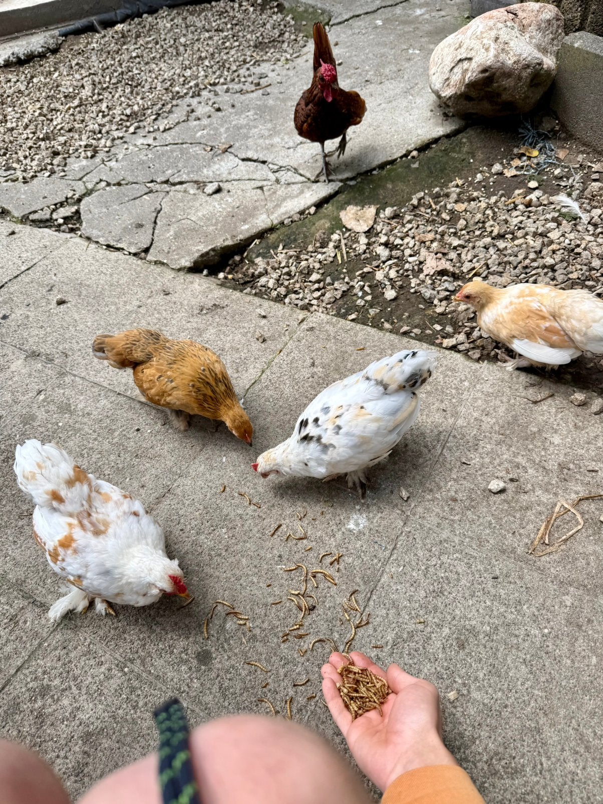 Groepje krieltjes, Dieren en Toebehoren