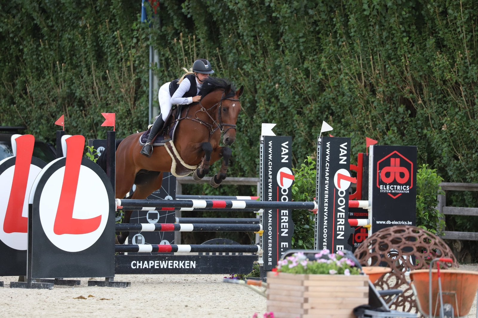 TE KOOP – 5-jarige ruin, 160 à 165 cm, Cheval de saut, 3 à 6 ans, Hongre