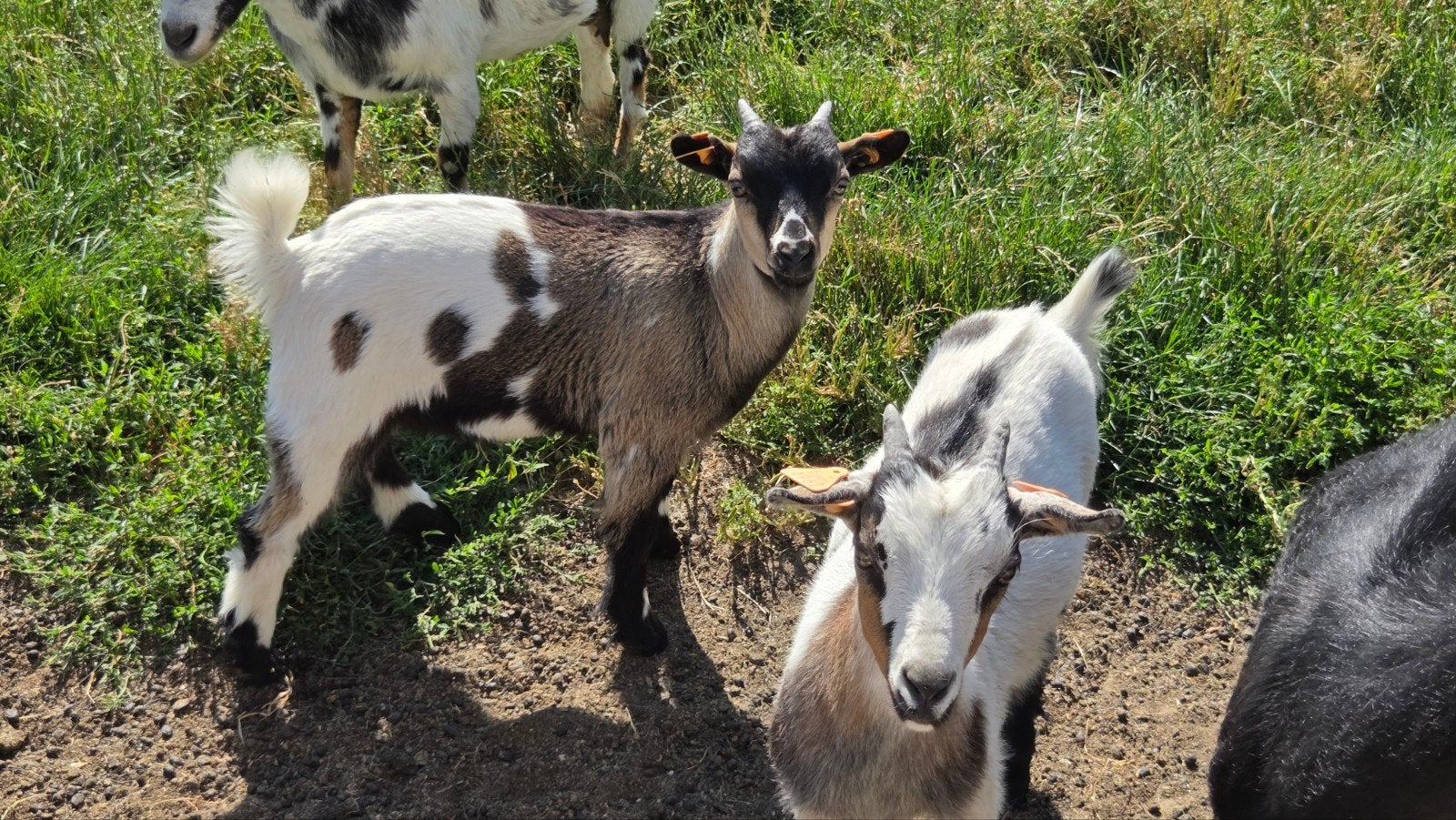 dwerggeitlammetjes miekes, gecastreerde bokjes, Dieren en Toebehoren