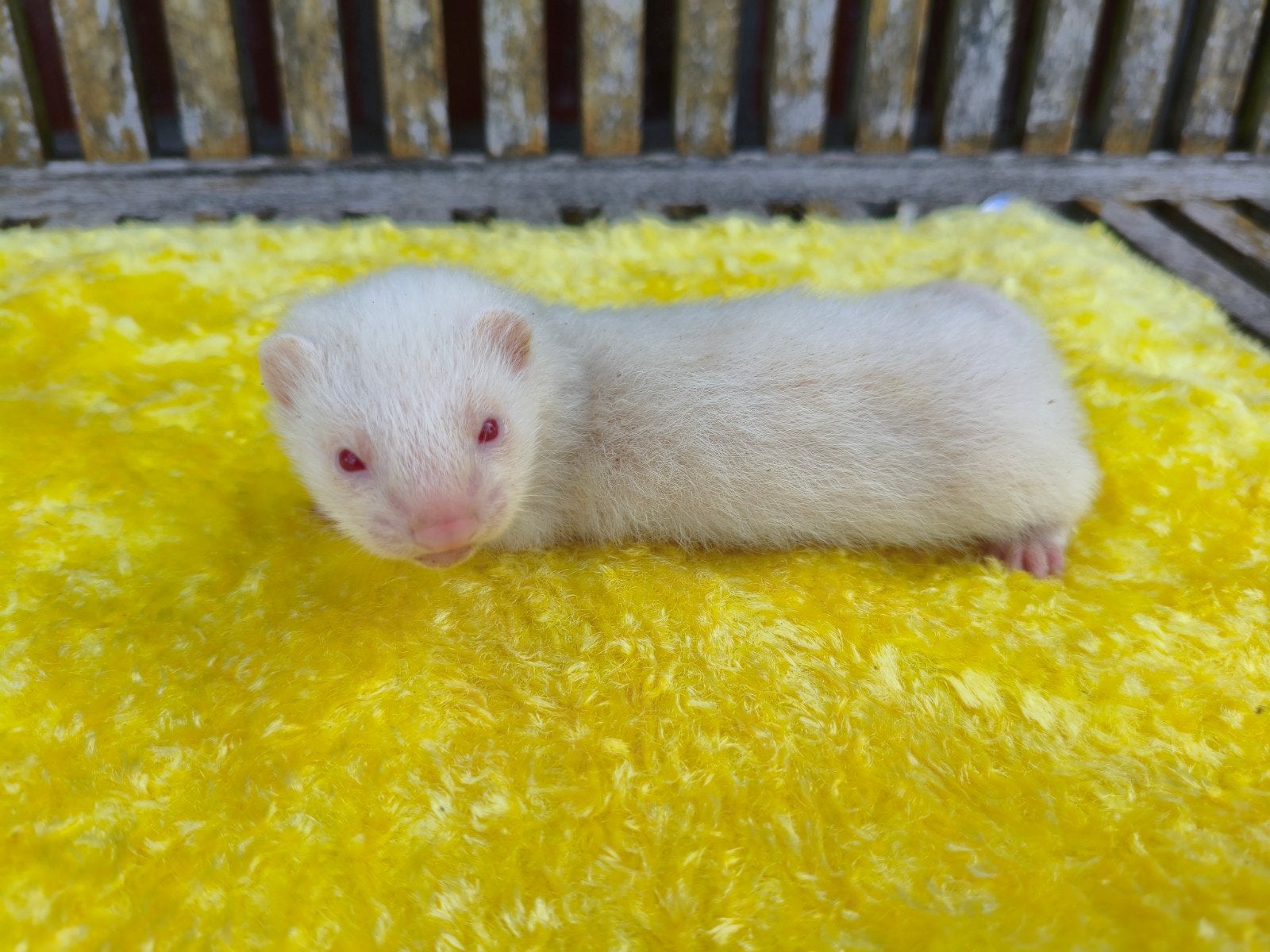 fretjes, Animaux & Accessoires, Juillet