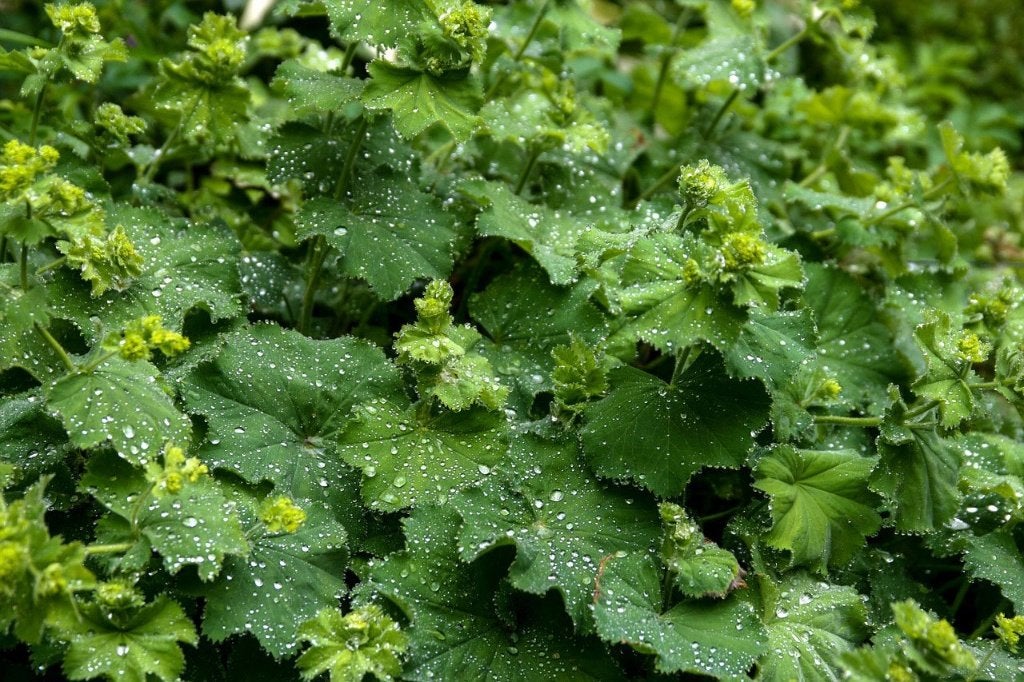 Vrouwenmantel (Alchemilla mollis), Ophalen, Vaste plant, Bodembedekkers, Halfschaduw