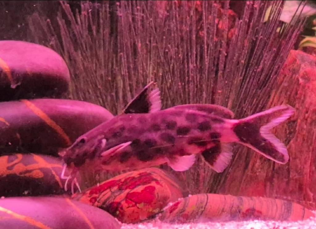 Synodontis, Dieren en Toebehoren, Vissen | Aquariumvissen, Vis, Zoetwatervis, Schoolvis